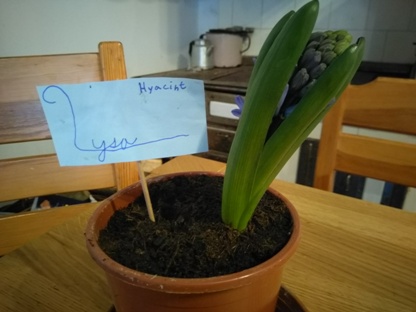 Lysy hyacint