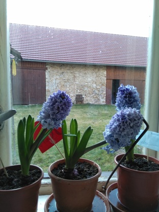 Rory a Lysy hyacinty v plném květu