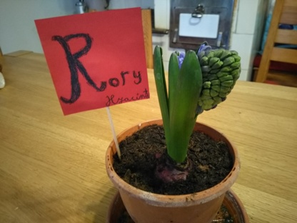 Rory hyacint